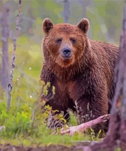 Grizzly Diamond Paintings