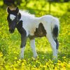 Horse Child In Flowers Field Diamond Paintings