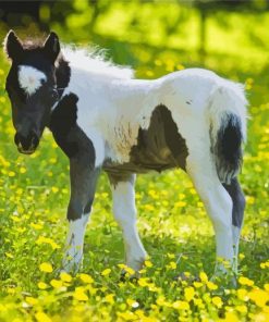 Horse Child In Flowers Field Diamond Paintings