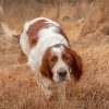 Irish Red White Setter Diamond Paintings