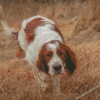 Irish Red White Setter Diamond Paintings