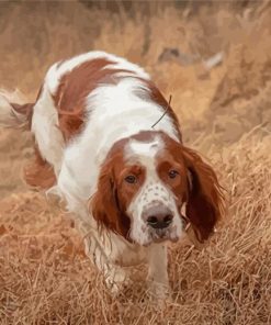 Irish Red White Setter Diamond Paintings