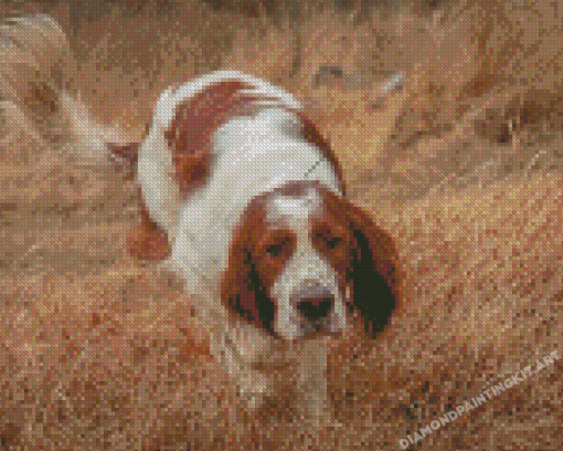 Irish Red White Setter Diamond Paintings