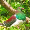 Kereru Bird Diamond Paintings