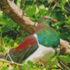 Kereru Bird Diamond Paintings