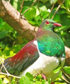 Kereru Bird Diamond Paintings