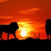 Lion Silhouette At Sunset Diamond Paintings