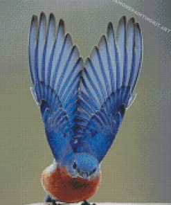 Mountain Bluebird Wings Diamond Paintings