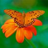 Orange Flowers And Butterfly Diamond Paintings