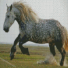 Percheron Horse Animal Diamond Paintings