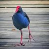 Pukeko Bird Diamond Paintings