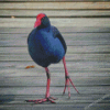 Pukeko Bird Diamond Paintings