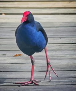 Pukeko Bird Diamond Paintings