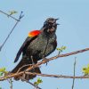 Red Winged Blackbird Diamond Paintings