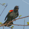 Red Winged Blackbird Diamond Paintings