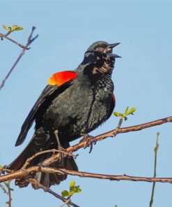 Red Winged Blackbird Diamond Paintings