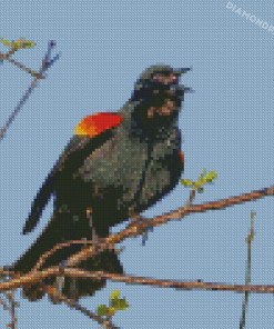 Red Winged Blackbird Diamond Paintings