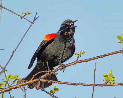 Red Winged Blackbird Diamond Paintings