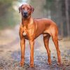 Rhodesian Ridgeback Dog Diamond Paintings