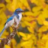 Scrub Jays Bird With Yellow Flowers Diamond Paintings