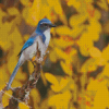 Scrub Jays Bird With Yellow Flowers Diamond Paintings