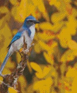 Scrub Jays Bird With Yellow Flowers Diamond Paintings