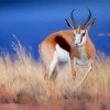 Springbok Diamond Paintings