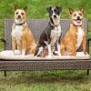 Three Dogs On Bench Diamond Paintings