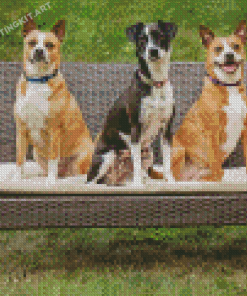 Three Dogs On Bench Diamond Paintings