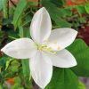 White Bauhinia Variegata Diamond Paintings