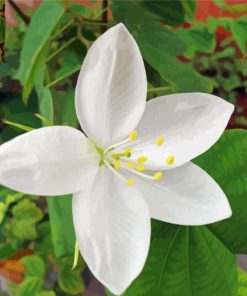 White Bauhinia Variegata Diamond Paintings