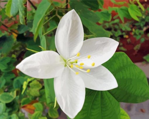 White Bauhinia Variegata Diamond Paintings