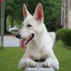 White German Shepherd Diamond Paintings