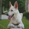 White German Shepherd Diamond Paintings