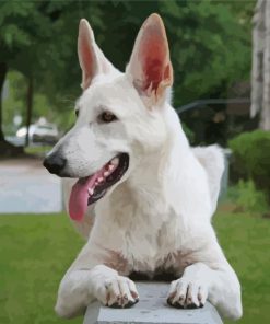 White German Shepherd Diamond Paintings