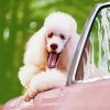 White Poodle In Pink Convertible Car Diamond Paintings