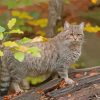 Wildcat Animal Diamond Paintings