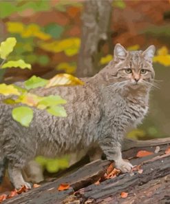 Wildcat Animal Diamond Paintings