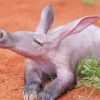 Aardvark Animal Diamond Paintings