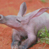 Aardvark Animal Diamond Paintings