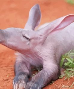 Aardvark Animal Diamond Paintings