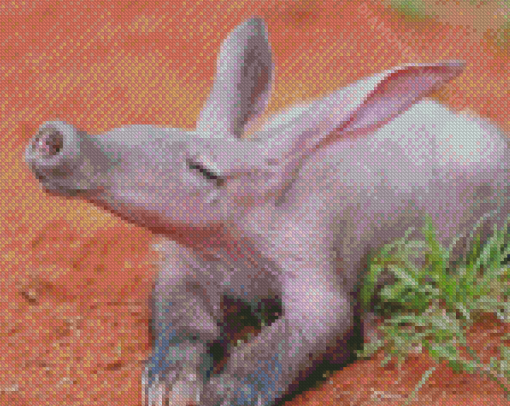 Aardvark Animal Diamond Paintings