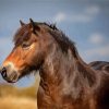 Aesthetic Exmoor Pony Diamond Paintings