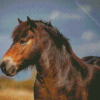 Aesthetic Exmoor Pony Diamond Paintings