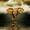 African Elephant Moon Reflection Diamond Paintings