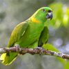 Amazon Parrot Bird Diamond Paintings