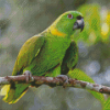 Amazon Parrot Bird Diamond Paintings