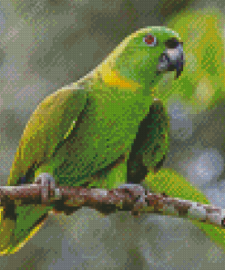 Amazon Parrot Bird Diamond Paintings