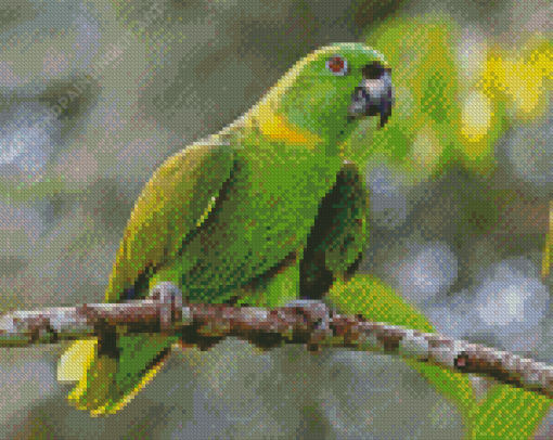 Amazon Parrot Bird Diamond Paintings