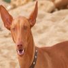 Beige Pharaoh Hound Diamond Paintings